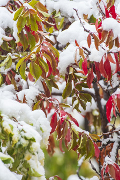 雪落秋叶