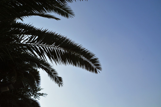 棕榈树蓝天