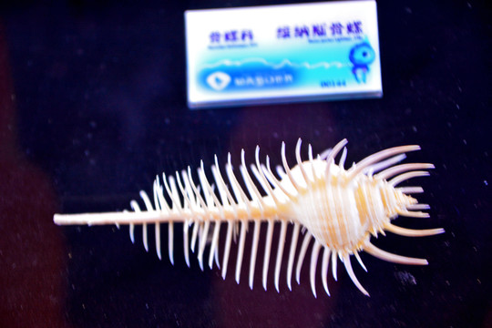 骨螺标本