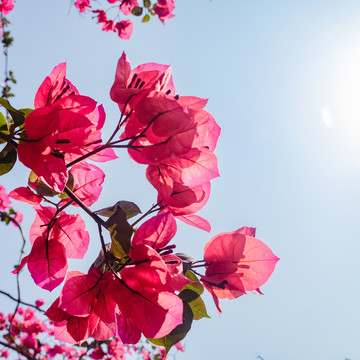 透光的杜鹃花