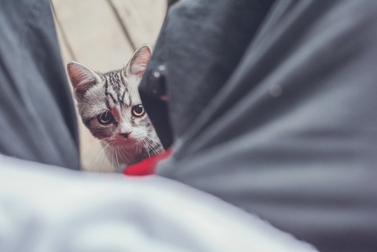 短毛猫