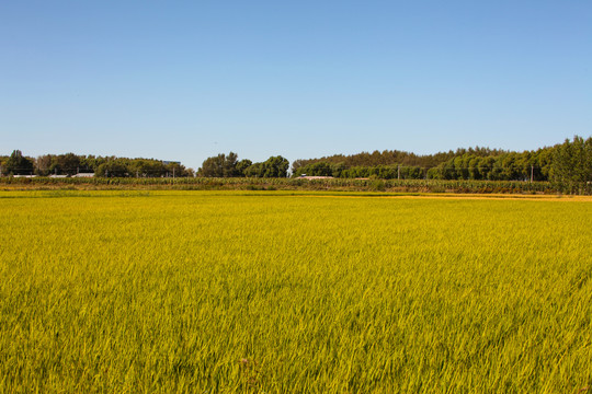 水稻田地