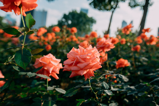 月季花