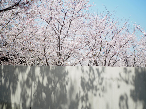 樱花树林墙