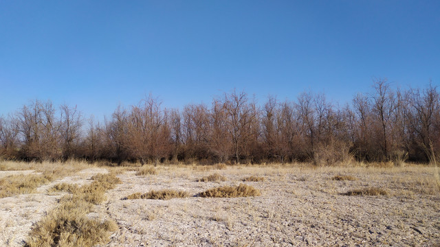 冬天的沙枣树林