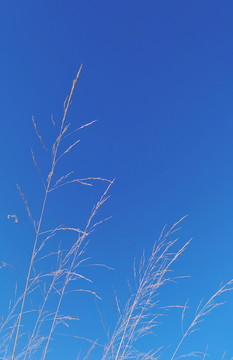 芨芨草蓝天背景图