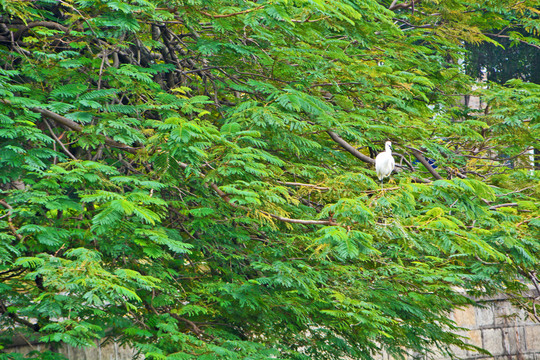 树上的白鹭鸟