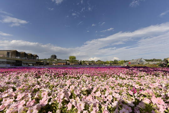 花圃