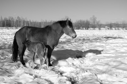 雪野和马
