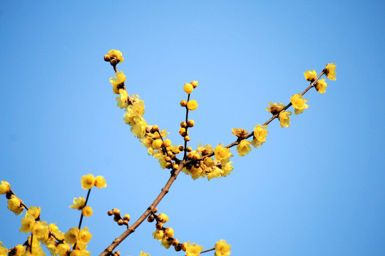 蜡梅花