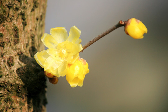 蜡梅花