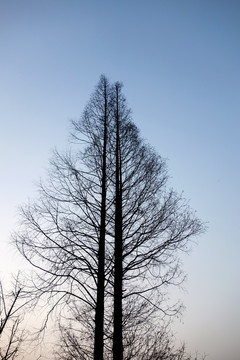 枯树枝