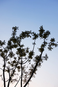 树枝