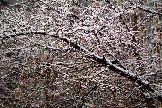 雪中树枝