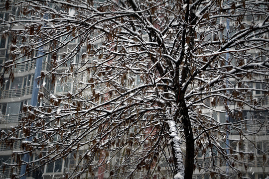 雪中树木