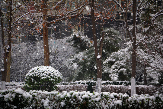 雪中小区