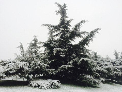 雪中松树