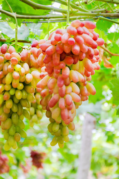 葡萄藤上成熟的葡萄红提子美人指