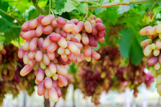 葡萄藤上成熟的葡萄提子美人指