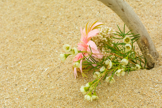 海边沙滩上美丽的鲜花花卉