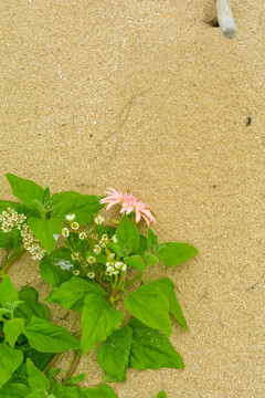 海边沙滩上美丽的鲜花花卉