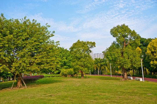 公园绿草地美景