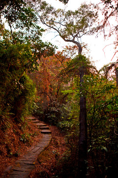 山间小路