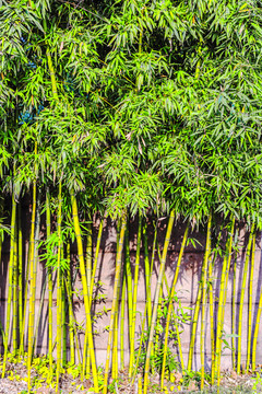 园林竹子