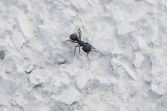 一只黑蚂蚁
