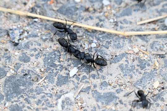 黑蚂蚁打架