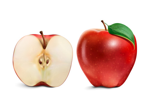 写实苹果与剖面插画
