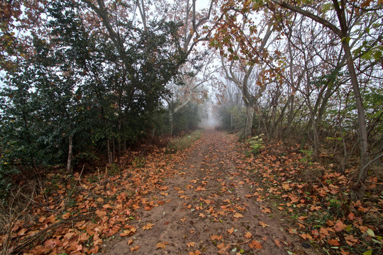 茂密森林