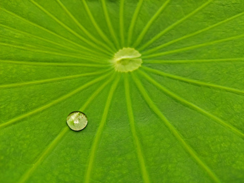 荷叶水珠