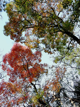 秋天树林子