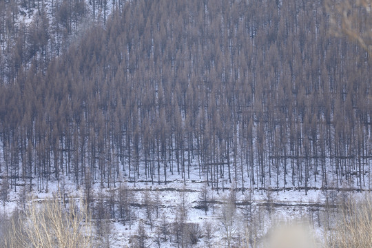 雪中树林