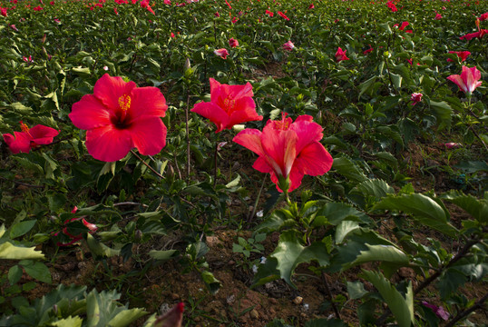 万绿花丛