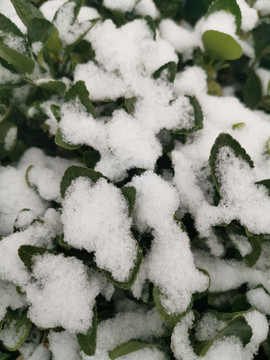 冬青树雪景