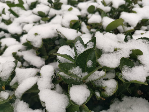 雪中的冬青树