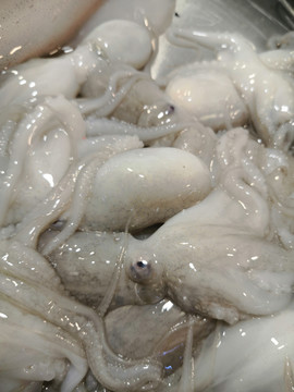 章鱼