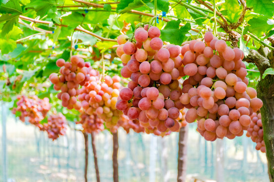 葡萄藤上成熟的葡萄红提子