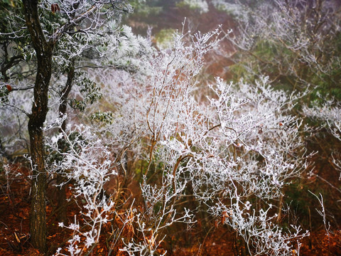 雪松