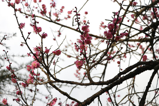 梅花