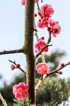 梅花