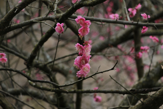 梅花