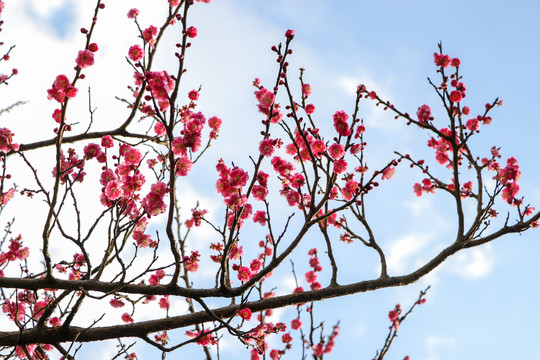 梅花