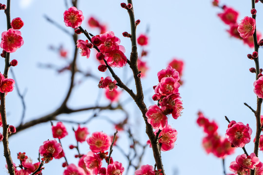 梅花