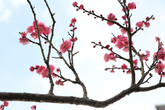 梅花
