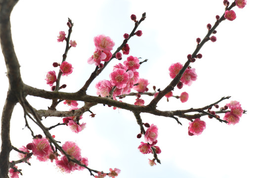 梅花