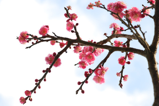 梅花
