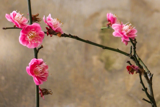 梅花